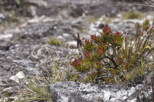 A very rare endemic plants on the plateau of Roraima - Venezuela