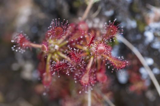 Drocera anglica flower close up. Sundew lives on swamps and it fishes insects sticky leaves. Life of plants and insects on bogs. Selective focus. Beautiful background from plants on a background.