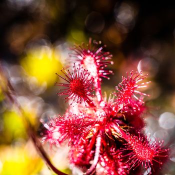 Sundew (Drosera rotundifolia) on plateau of Roraima tepui - Venezuela, South America 