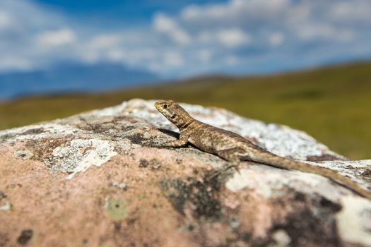 Lizard in road to Mount Roraima - Venezuela, Latin America