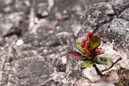 A very rare endemic plants on the plateau of Roraima - Venezuela