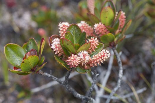 A very rare endemic plants on the plateau of Roraima - Venezuela