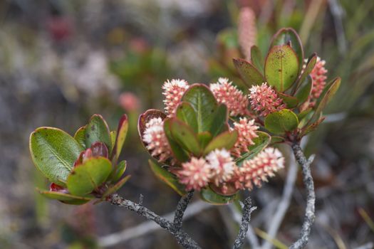 A very rare endemic plants on the plateau of Roraima - Venezuela