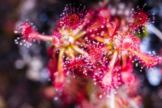 Sundew (Drosera rotundifolia) on plateau of Roraima tepui - Venezuela, South America 