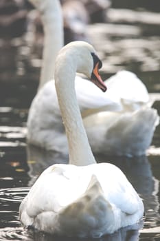 Tranquil Scene of a Swan Family Swimming on a Lake at autumn time.