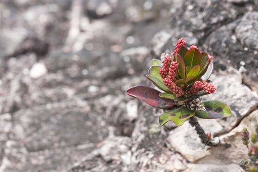 A very rare endemic plants on the plateau of Roraima - Venezuela