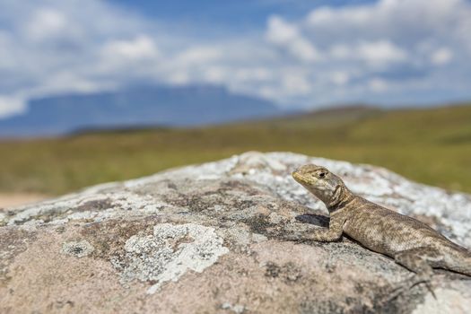 Lizard in road to Mount Roraima - Venezuela, Latin America

