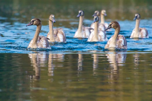 Tranquil Scene of a Swan Family Swimming on a Lake at autumn time.