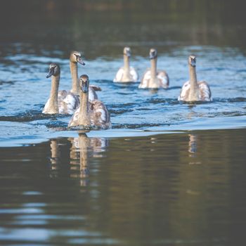 Tranquil Scene of a Swan Family Swimming on a Lake at autumn time.