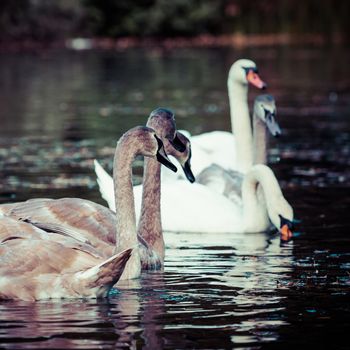 Tranquil Scene of a Swan Family Swimming on a Lake at autumn time.