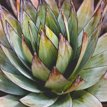 Endemic plant from Mount Roraima in Venezuela