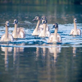 Tranquil Scene of a Swan Family Swimming on a Lake at autumn time.