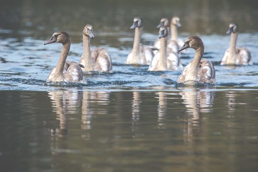 Tranquil Scene of a Swan Family Swimming on a Lake at autumn time.