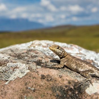 Lizard in road to Mount Roraima - Venezuela, Latin America