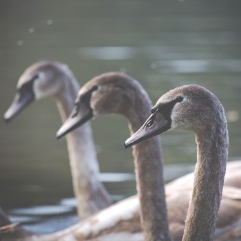 Tranquil Scene of a Swan Family Swimming on a Lake at autumn time.