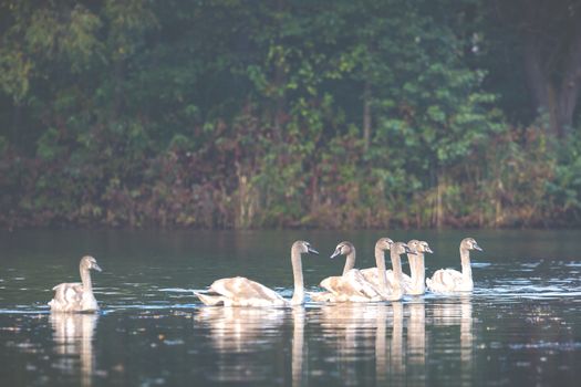 Tranquil Scene of a Swan Family Swimming on a Lake at autumn time.