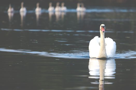 Tranquil Scene of a Swan Family Swimming on a Lake at autumn time.