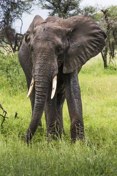 African elephant in the Tarangire National Park, Tanzania