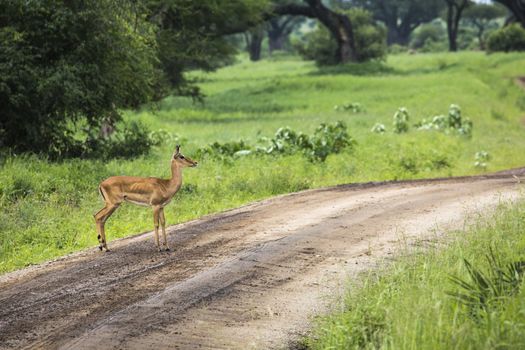 Female impala with young impala. Tarangire National Park - Wildlife Reserve in Tanzania, Africa