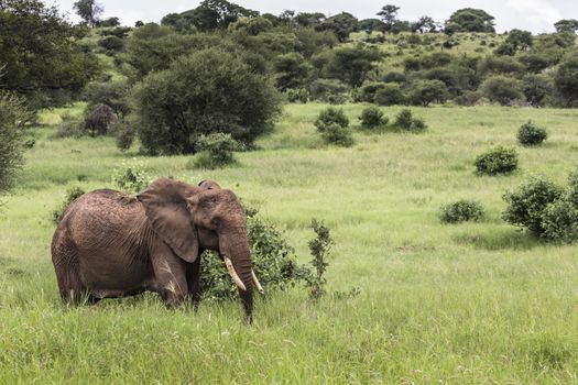 Huge African elephant bull in the Tarangire National Park, Tanzania