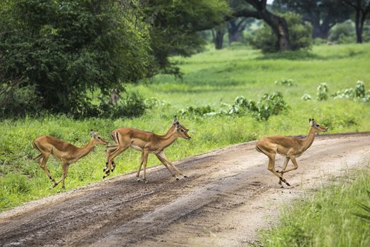 Female impala with young impala. Tarangire National Park - Wildlife Reserve in Tanzania, Africa
