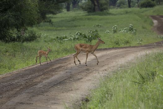 Female impala with young impala. Tarangire National Park - Wildlife Reserve in Tanzania, Africa
