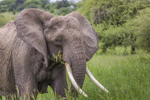 Huge African elephant bull in the Tarangire National Park, Tanzania