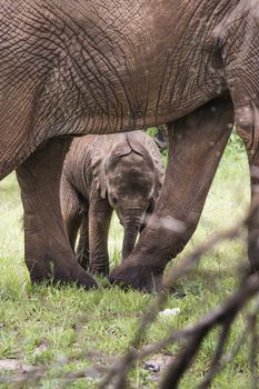 Baby Afrfican Elephant Calf between the legs of its mother and minders 