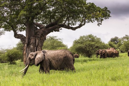 African elephants walking in savannah in the Tarangire National Park, Tanzania