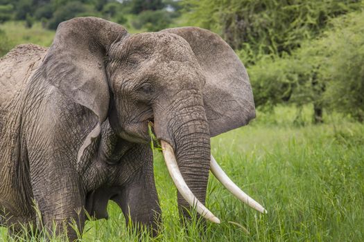 Huge African elephant bull in the Tarangire National Park, Tanzania