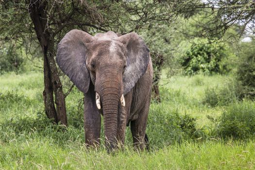 Huge African elephant bull in the Tarangire National Park, Tanzania