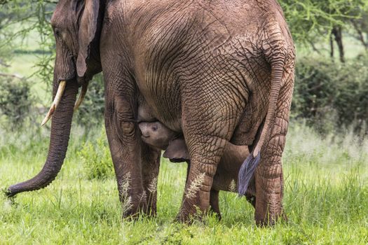 Mother and baby african elephants walking in savannah in the Tarangire National Park, Tanzania