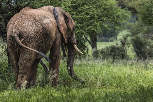 Huge African elephant bull in the Tarangire National Park, Tanzania