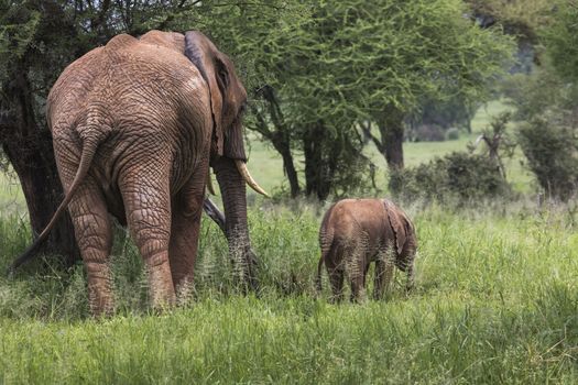 Mother and baby african elephants walking in savannah in the Tarangire National Park, Tanzania