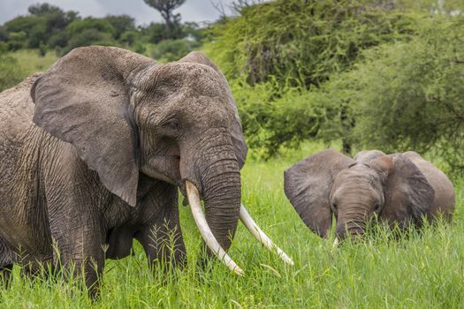 Mother and baby african elephants walking in savannah in the Tarangire National Park, Tanzania