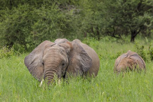 Mother and baby african elephants walking in savannah in the Tarangire National Park, Tanzania