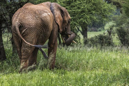 Huge African elephant bull in the Tarangire National Park, Tanzania
