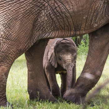 Baby Afrfican Elephant Calf between the legs of its mother and minders 