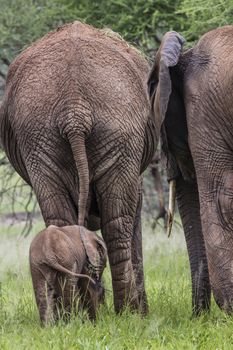 Mother and baby african elephants walking in savannah in the Tarangire National Park, Tanzania