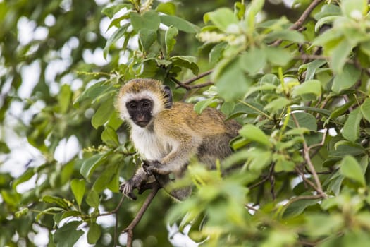 Vervet monkey (Cercopithecus aethiops) sitting in a tree, South Africa