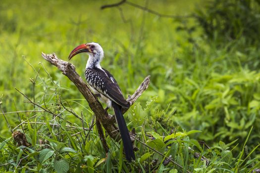 Yellow billed hornbill walking on ground looking and begging for food close-up