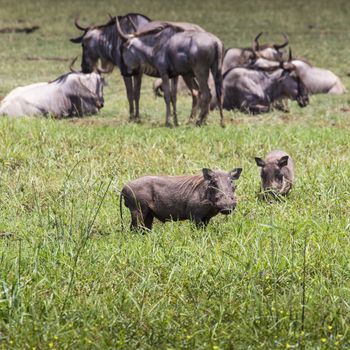 Warthogs near a water hole in Tarangire national park in Tanzania