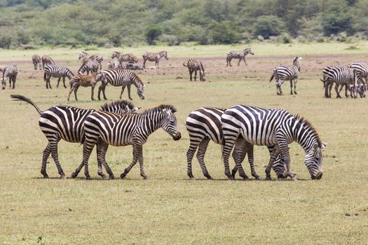 Zebra in the grass (Masai Mara; Kenya)