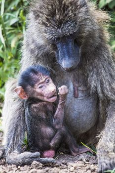 Mother and baby baboon,in the Tarangire National Park, Tanzania