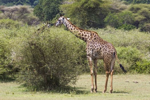 Giraffe on safari wild drive, Kenya.