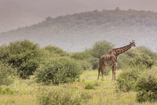 Giraffe on safari wild drive, Kenya.