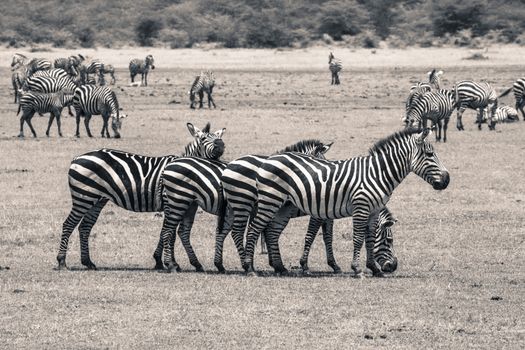 Zebra in National Park. Africa, Kenya