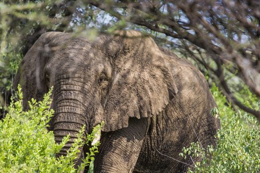 Huge African elephant bull in the Tarangire National Park, Tanzania