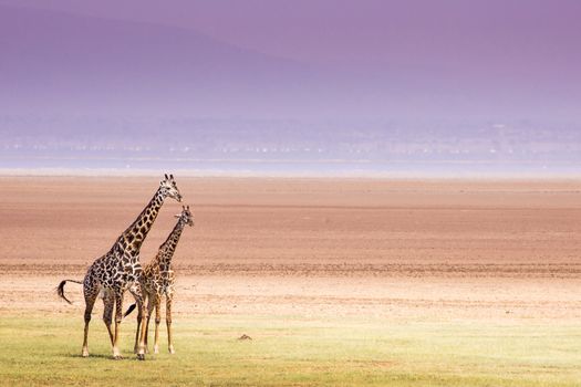 Giraffes in Lake Manyara national park, Tanzania 