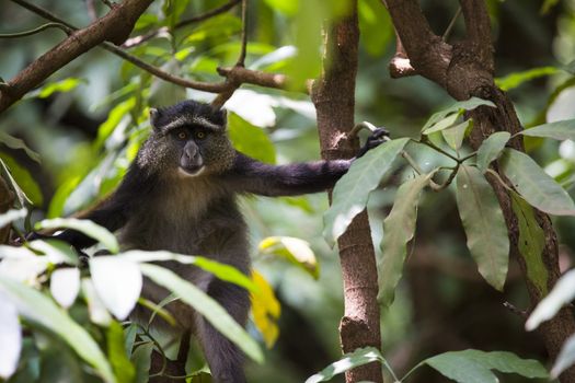 Portrait of a Blue Monkey face in Lake Manyara National Park, Tanzania